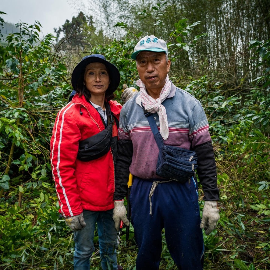 嘉義 阿里山鄉 樂野部落 基布烏莊園 Typica 水洗
