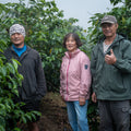 嘉義 阿里山鄉 達邦 蔚叔咖啡農莊 SL34 日曬